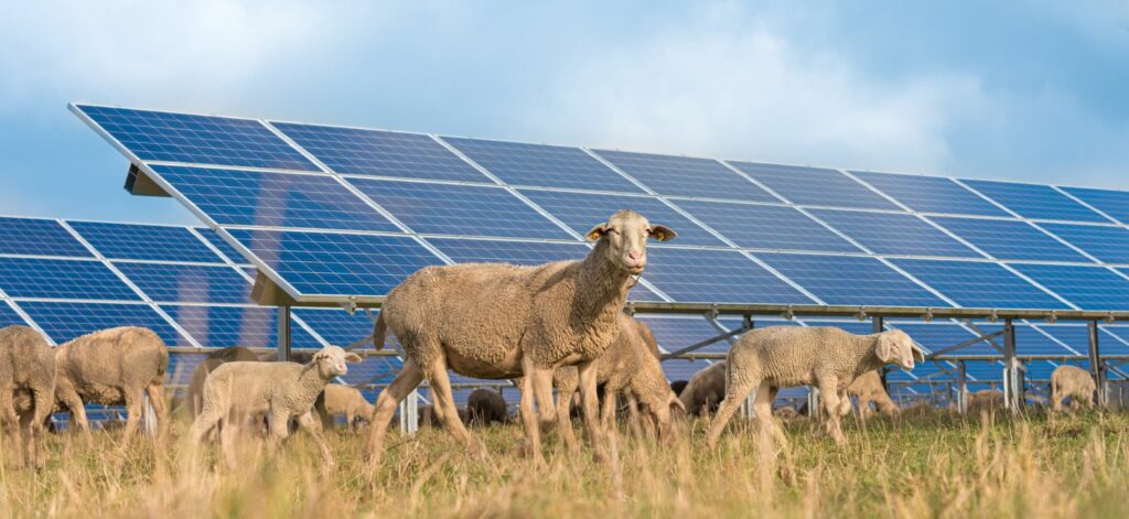 Schafe stehen auf einer Weide vor einer Photovoltaikanlage.